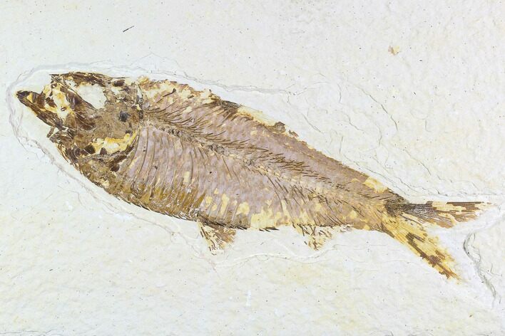 Fossil Fish (Knightia) - Wyoming #108281